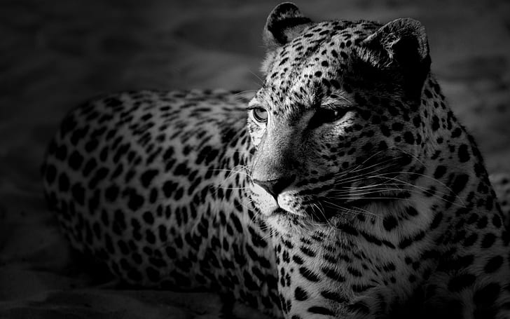 Черно-белый леопард, леопард, HD обои