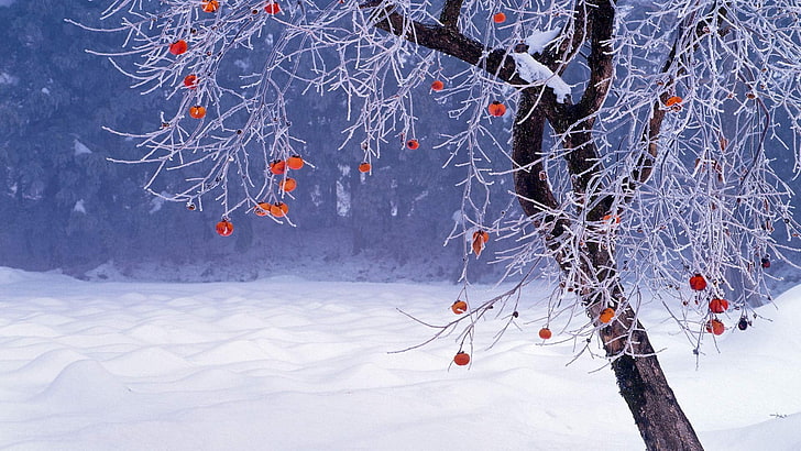 brown leaves, nature, trees, branch, winter, snow, persimmon, Japan, Fukushima Prefecture, HD wallpaper