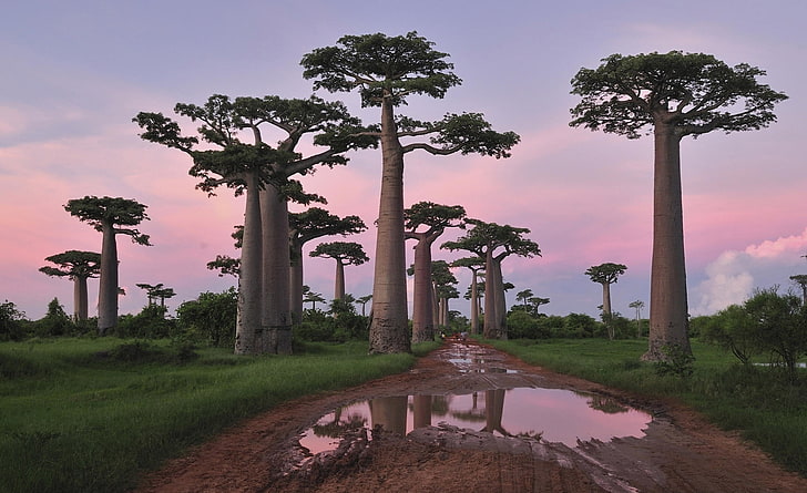 Grandondier's Baobab Forest Morondava ..., albero a foglie verdi, natura, paesaggio, foresta, Madagascar, Baobab, Morondava, Sfondo HD