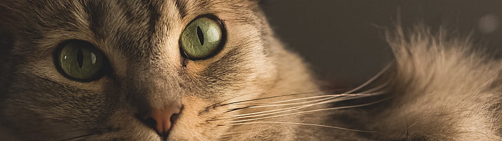 kucing coklat, kucing, potret, banyak layar, binatang, mata hijau, Wallpaper HD