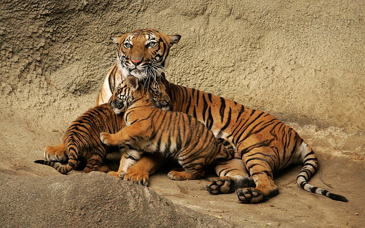 three tigers, tiger, cubs, caring, playful, HD wallpaper