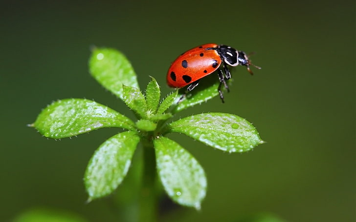 black and red ladybug, ladybird, grass, stains, insect, HD wallpaper