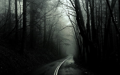 черен, тъмен, гора, монохромен, пътища, дървета, бял, HD тапет HD wallpaper