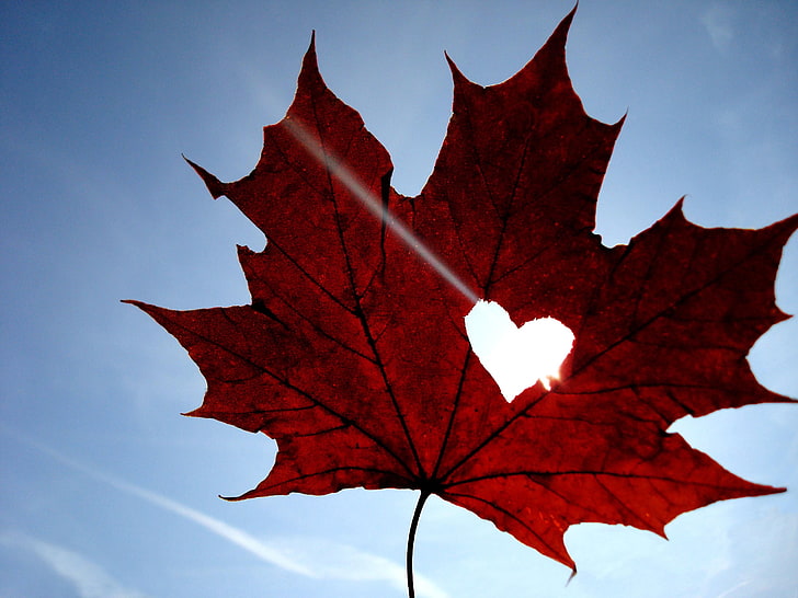 red Maple leaf, maple, leaf, heart, sky, blue, HD wallpaper