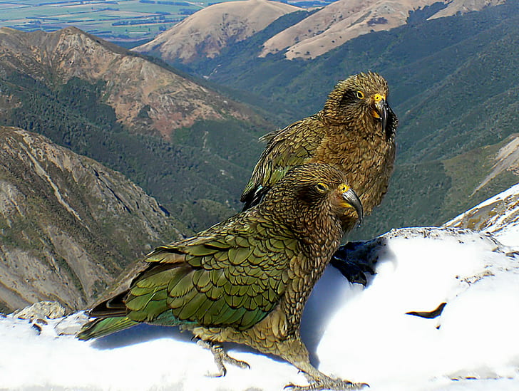 две зелени птици на върха на планините фотография през деня, kea, kea, двойка, Kea, зелено, отгоре, фотография, през деня, Panasonic, DMC, FZ30, Нова Зеландия, птица, папагал, планина, flickr, най-доброто, същества, обществено Домейн, посвещение, CC0, снимки, природа, животно, дива природа, HD тапет