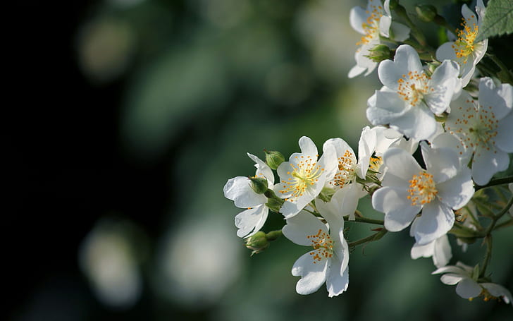 Kwitną białe kwiaty, wiosna, blask, biały, kwiaty, kwiat, wiosna, blask, Tapety HD