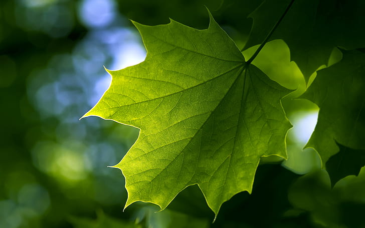 녹색 자연 잎 잎 식물 단풍 잎 피사계 심도 2560x1600 자연 필드 HD 아트, 자연, 녹색, HD 배경 화면