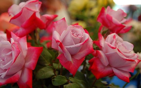 Rote weiße Blumen, Rose, Knospen, Blütenblätter, Rot, Weiß, Blumen, Rose, Knospen, Blütenblätter, HD-Hintergrundbild HD wallpaper