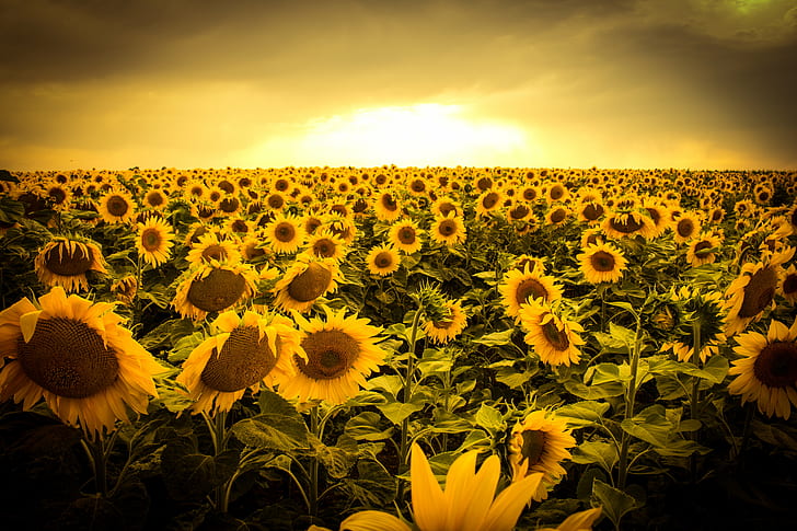 bed of sunflowers photo in golden hour, sunflowers, Sunflowers, sunset, bed, photo, golden hour, sunflower, nature, agriculture, yellow, field, summer, sky, plant, flower, rural Scene, sun, sunlight, landscape, outdoors, farm, meadow, growth, beauty In Nature, HD wallpaper