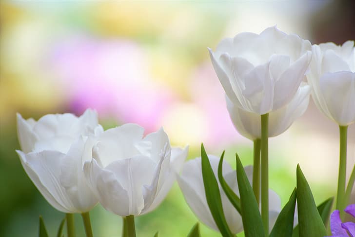 macro, background, petals, tulips, buds, white tulips, HD wallpaper