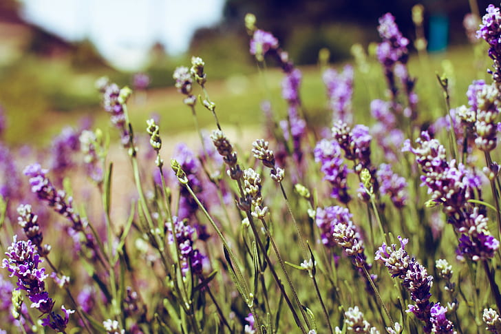 flowers, purple, lavender, flowers, purple, lavender, HD wallpaper
