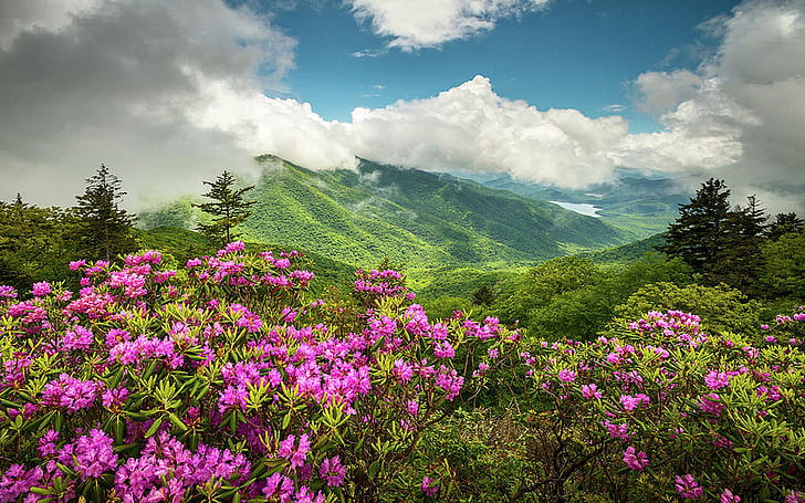 アパラチア山脈ノースカロライナ州ブルーリッジパークウェイ春の花夏の風景1920×1200、 HDデスクトップの壁紙
