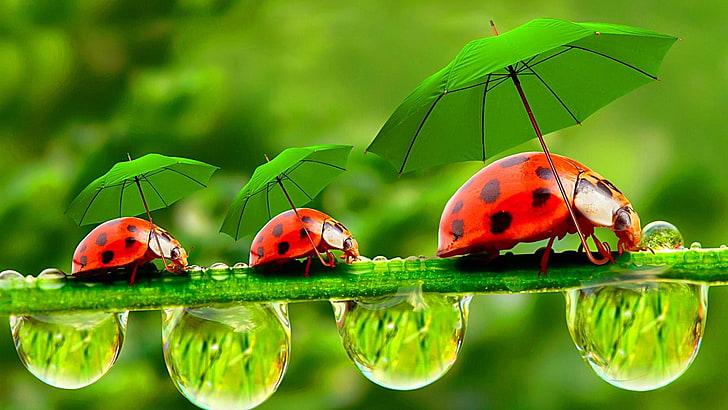 dreamy, ladybird, lady bug, umbrella, grass, drops, water drops, droplets, ladybirds, lady bugs, lady beetle, lady cow, halm, haulm, wet, rain drops, HD wallpaper