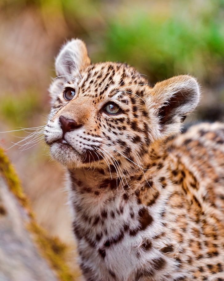 Tiere, Raubkatzen, Jaguare, HD-Hintergrundbild, Handy-Hintergrundbild