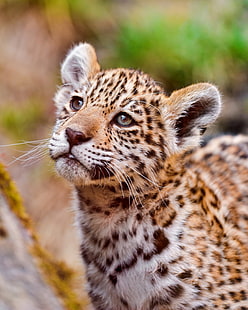 Tiere, Raubkatzen, Jaguare, HD-Hintergrundbild HD wallpaper