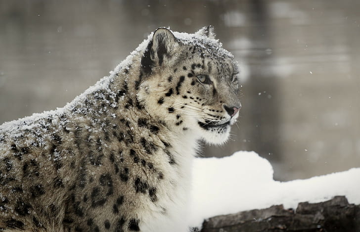 Snow white leopard, snow leopard, wild cat, predator, snout, snow, winter, HD wallpaper