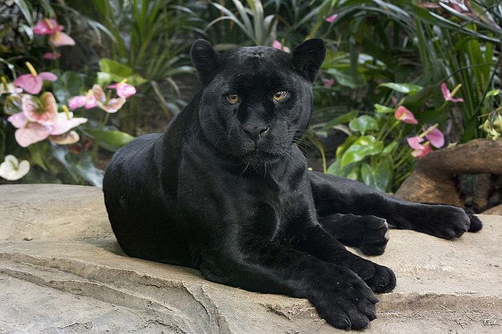 Look, Jaguar, wild cat, handsome, black Panther, HD wallpaper |  Wallpaperbetter
