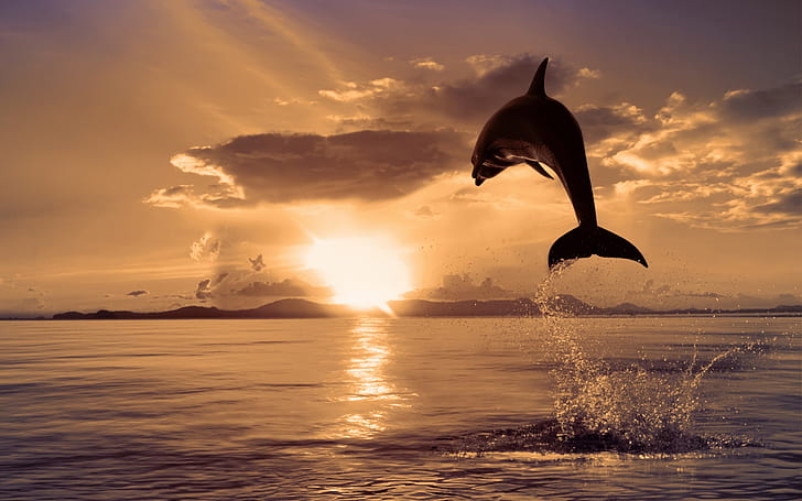 Delfino al tramonto, delfino nero, tramonto, delfino, animali, Sfondo HD