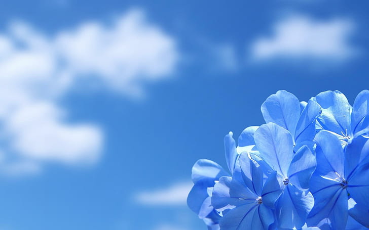 Fleur bleu, fleur, nature, bleu, Fond d'écran HD