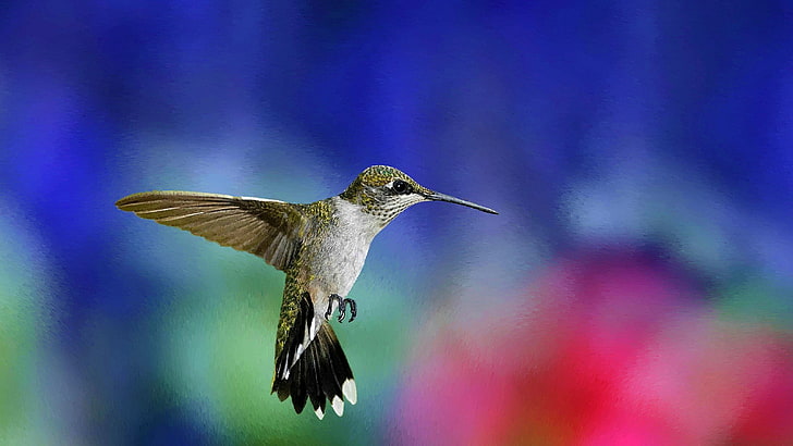hummingbirds, birds, HD wallpaper