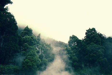 grüne Laubbäume, Wald, Bäume, Landschaft, Nebel, Natur, HD-Hintergrundbild HD wallpaper