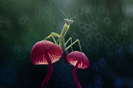  Insects, Praying Mantis, Bokeh, Insect, Macro, Mushroom, HD wallpaper HD wallpaper