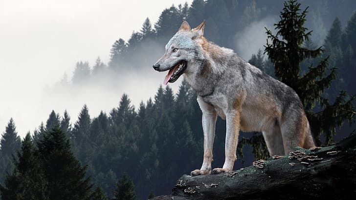 wolf, animals, mammals, nature, forest, mist, HD wallpaper