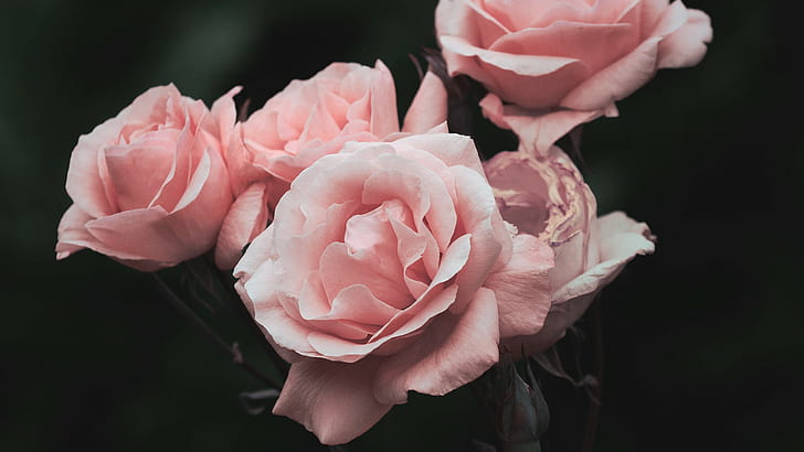 mawar, bunga merah muda, merah muda, Wallpaper HD