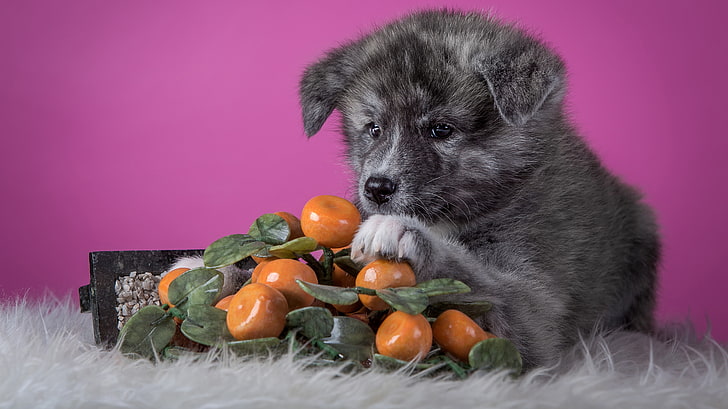 grey, background, pink, dog, puppy, lies, fur, fruit, Akita inu, adorable, Akita, dummy, HD wallpaper