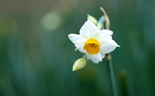 narciso narciso-fiori HD Wallpaper, bianco e giallo Narcissus pseudonarcissus fiore, Sfondo HD HD wallpaper
