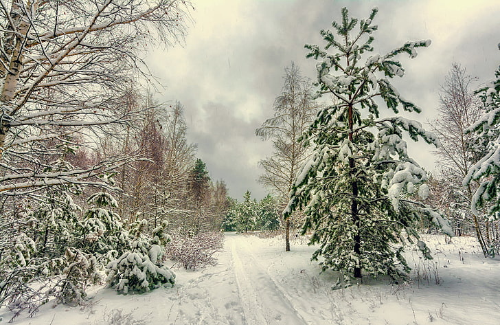 natur, träd, vinter, snö, HD tapet