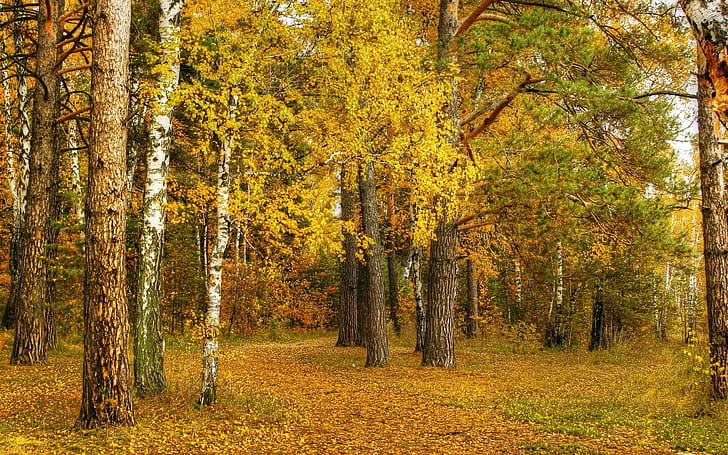 Autumn, birch, yellow leaves, trees, forest, Autumn, Birch, Yellow, Leaves, Trees, Forest, HD wallpaper