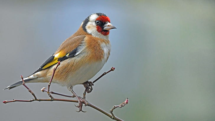 Birds, Goldfinch, Bird, Wildlife, HD wallpaper