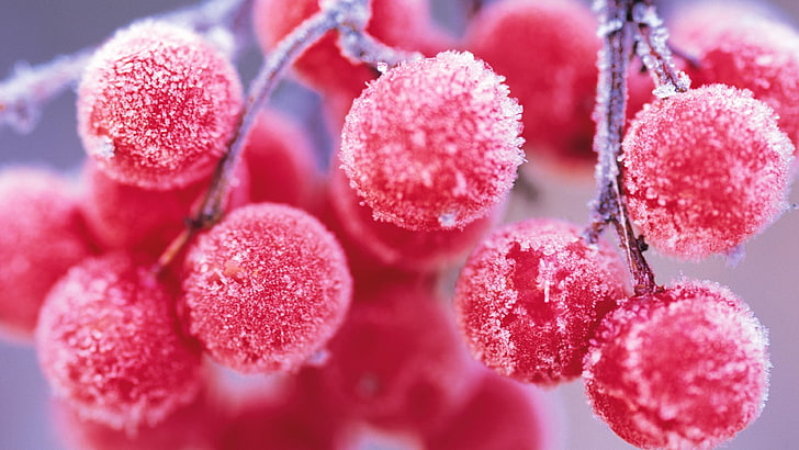rowan, berries, frost, branch, berry, close up, winter, macro photography, fruit, HD wallpaper