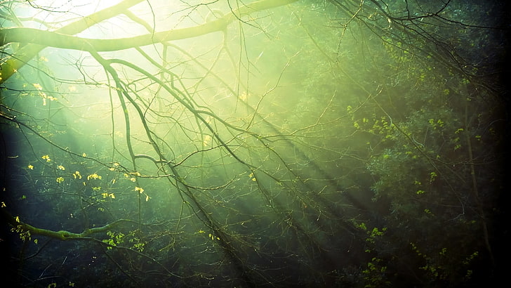 photographie de forêt, lumière du soleil, arbres, forêt, branche, nature, plantes, Fond d'écran HD