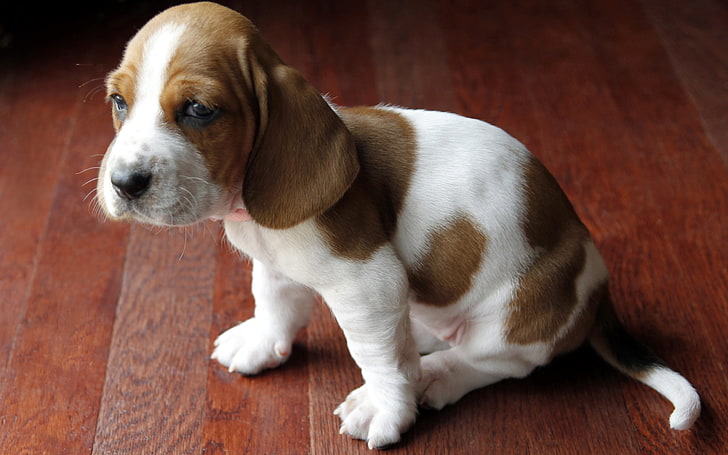 beagle puppy, basset, puppy, spotted, baby, HD wallpaper
