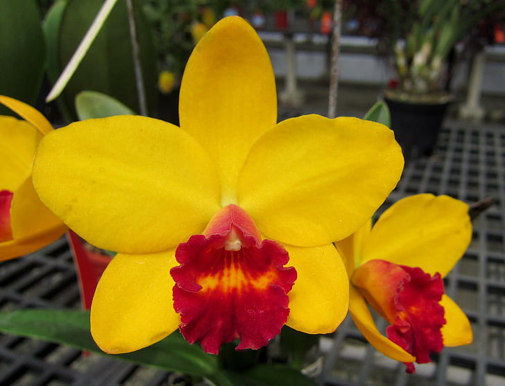Orchidea ,, żółta orchidea, ładna, piękna, orchidea, kolorowa, natura i krajobrazy, Tapety HD