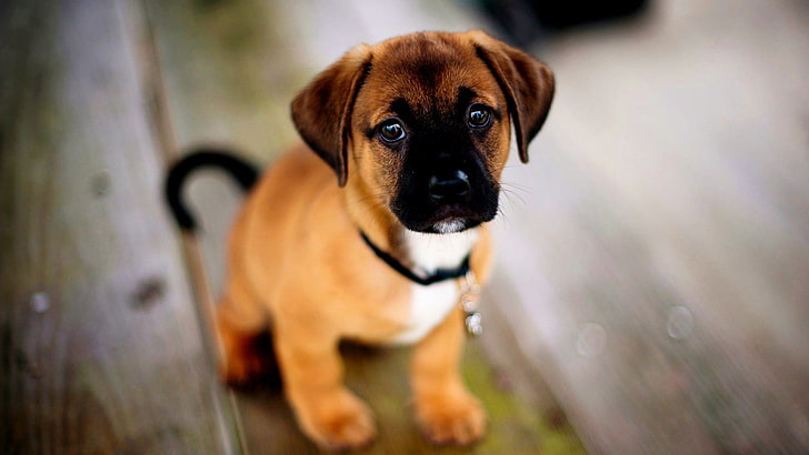 cucciolo marrone e bianco, animali, cane, superficie di legno, profondità di campo, Sfondo HD