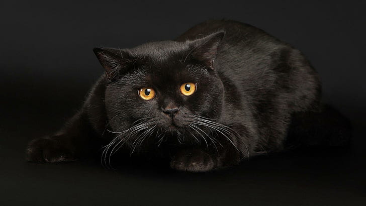 Black Cats Face Eyes Free Background, black persian cat, cats, background, black, eyes, face, HD wallpaper