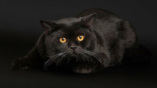 Black Cats Face Eyes Background Gratis, kucing persia hitam, kucing, latar belakang, hitam, mata, wajah, Wallpaper HD HD wallpaper