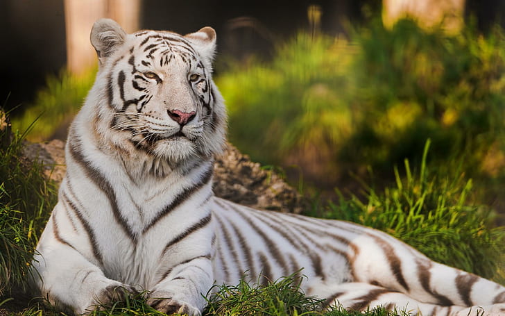 Acostado en la hierba, león albino, tigre, gatos, tigre blanco, animales, naturaleza, hierba, hermosa, Fondo de pantalla HD