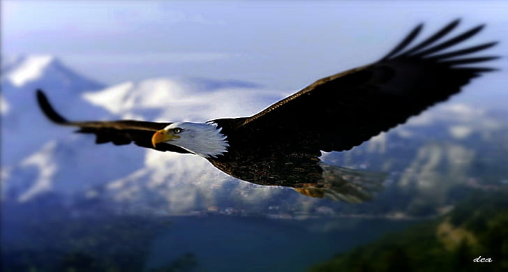 Amerikanischer Adler, der in den Himmel fliegt, Weißkopfseeadler, Adler - Vogel, Vogel, Raubvogel, wild lebende Tiere, Natur, wild lebende Tiere, Tier, USA, majestätisch, dom, Feder, fliegend, HD-Hintergrundbild