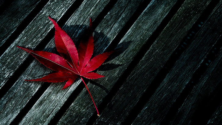червен кленов лист, червен кленов лист върху черна дървена повърхност, есен, пейзаж, природа, макро, листа, HD тапет