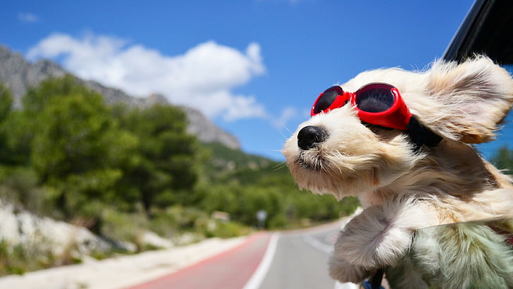 anjing, lucu, lucu, perjalanan, angin, bahagia, hewan, sunglass, jendela, mobil, Wallpaper HD