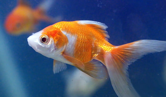 close up photo of orange and white gold fish, goldfish aquarium, gold fish, goldfish aquarium, gold fish, goldfish, aquarium, close up, photo, orange, white gold, gold  fish, animal, fish, underwater, nature, pets, water, HD wallpaper HD wallpaper