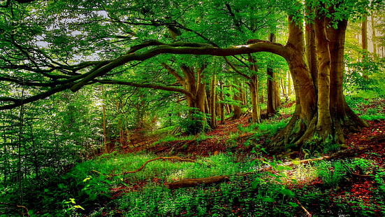 風景木新しい森の背景木木Hd自然Wallp、 HDデスクトップの壁紙 HD wallpaper