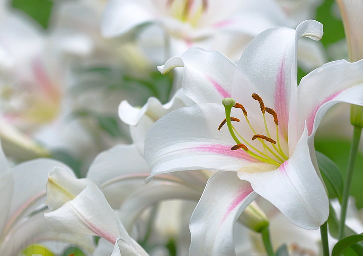 white petaled flower, Lily, beautiful, stamens, leaves, white, pistil, HD wallpaper