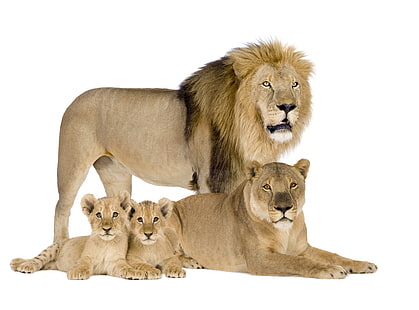茶色のライオン、レオ、家族、白い背景、ライオン、カブス、雌ライオンの家族、 HDデスクトップの壁紙 HD wallpaper