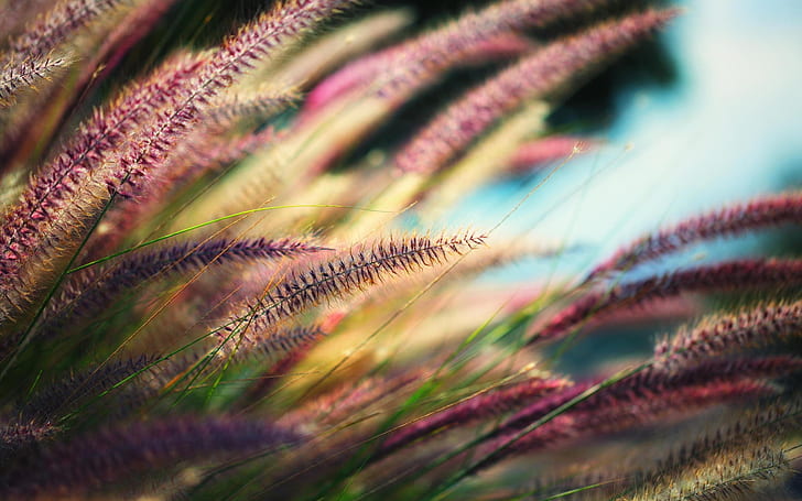 Espiguillas de hierba, campo de trigo rosado y marrón, hierba, espiguillas, naturaleza, Fondo de pantalla HD