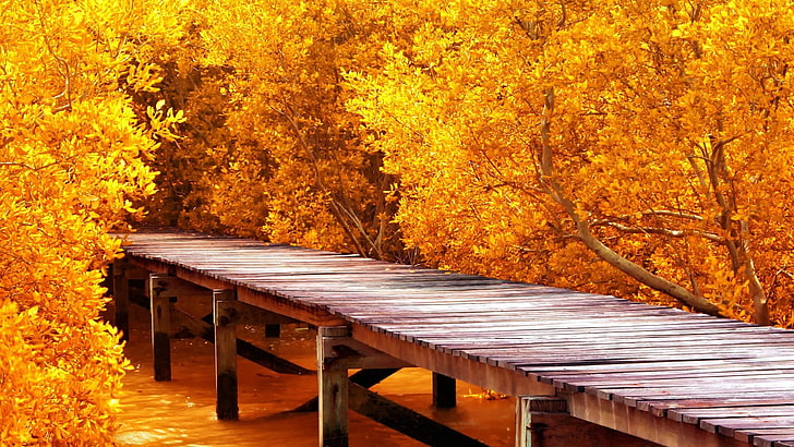 dok kayu coklat, jembatan kayu coklat dikelilingi oleh pohon jeruk, alam, lanskap, dermaga, air, permukaan kayu, pohon, kuning, daun, jatuh, cabang, Wallpaper HD